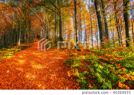 birch forest in sunny afternoon while autumn season. birch forest in sunny afternoon while autumn season. 40369935