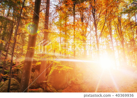 Forest Road in the autumn. Landscape Forest Road in the autumn. Landscape 40369936