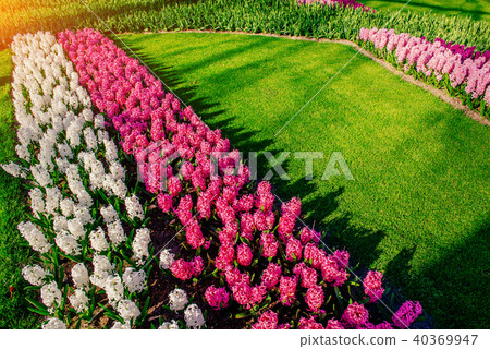 Group of beautiful multicolored hyacinths. Holland. Group of beautiful multicolored hyacinths. Holland. 40369947