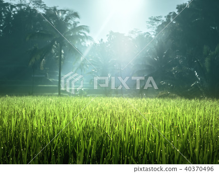 Tegalalang rice plantation terrace, Bali 40370496