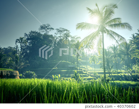 Tegalalang rice terrace, Bali, Indonesia 40370602