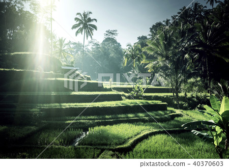 Tegalalang rice terrace, Bali, Indonesia 40370603