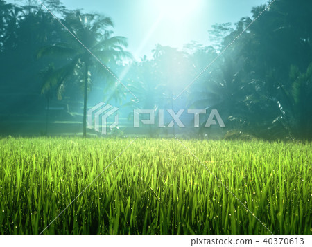 Tegalalang rice plantation terrace, Bali 40370613
