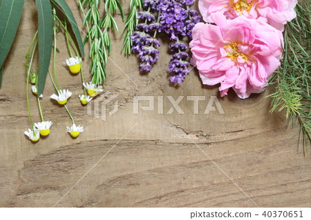 Scented plants 40370651