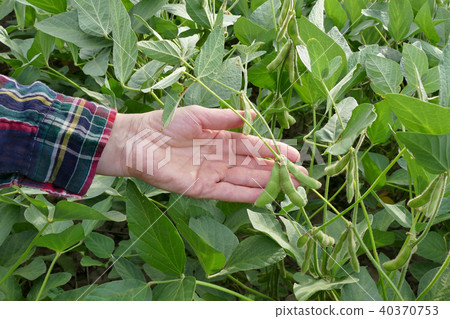 Farmer examining soy bean plants in field 40370753