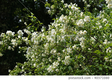 Philadelphus 40371080