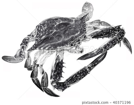 Blue crab Monotone 40371196