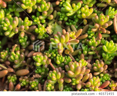 Background, Cactus succulent plant Background, Cactus succulent plant 40371455