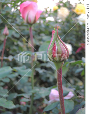 玫瑰花蕾 40372151