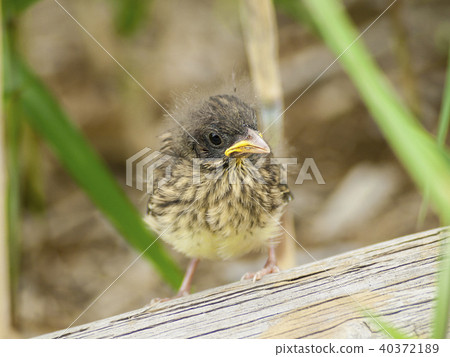 麻雀的小妞 40372189