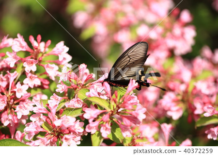 Jap's Swallowtail (♀) 4 40372259