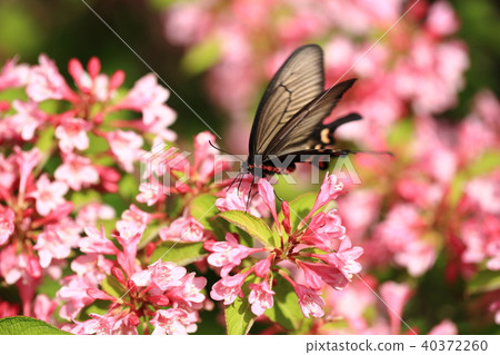 Musk Swallowtail (♀) 5 40372260