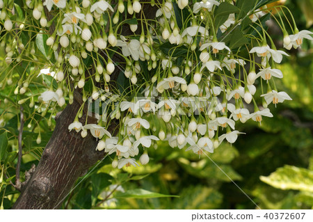 Egonoki Egonoki 40372607