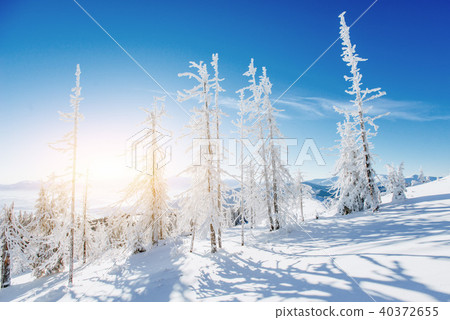 magical winter snow covered tree. Carpathian, Ukraine, Europe magical winter snow covered tree. Carpathian, Ukraine, Europe 40372655