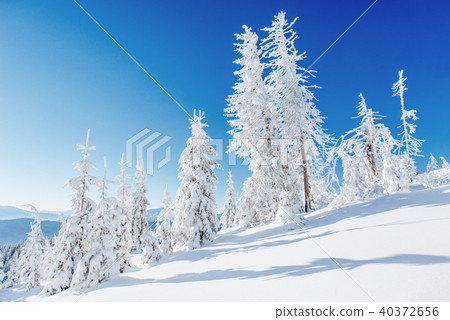 Winter tree in snow. 40372656