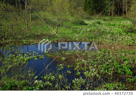 Chokai Mountain水籃球布料 Chokai Mountain水籃球布料 40372739