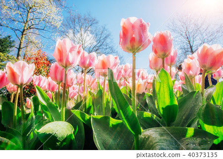 Group of pink tulips. Spring landscape. Sicily. Italy. Europe Group of pink tulips. Spring landscape. Sicily. Italy. Europe 40373135