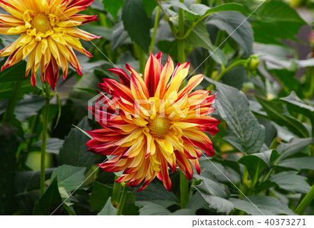 Dahlia Fuyou 40373271