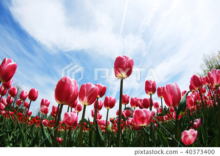 Chulip 2375 40373400