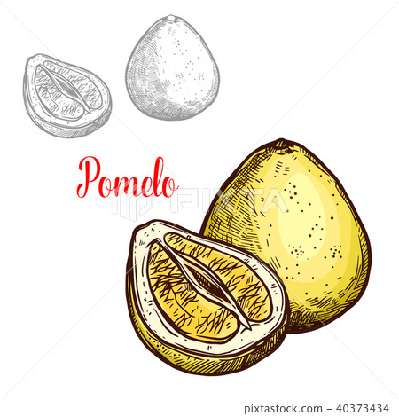 Pomelo vector sketch exotic fruit icon Pomelo vector sketch exotic fruit icon 40373434