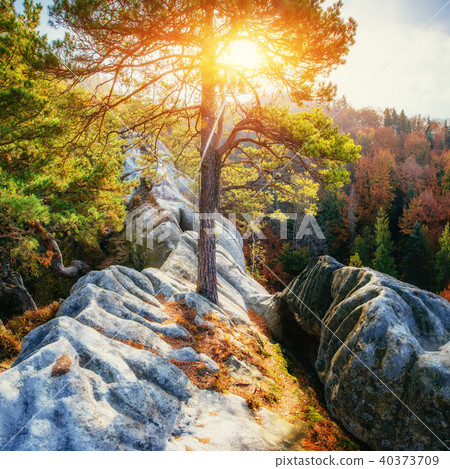 Huge stone in the forest area, in the sun. 40373709