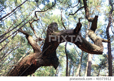 Fukuoka city Nishi-ku ~ Saga prefecture Karatsu coast aerial photograph Rainbow Matsubara _ Saga prefecture Karatsu city Hamadamachi 40373912