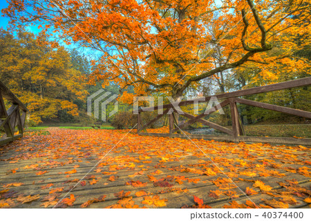 Beautiful autumn tree with fallen dry leaves Beautiful autumn tree with fallen dry leaves 40374400