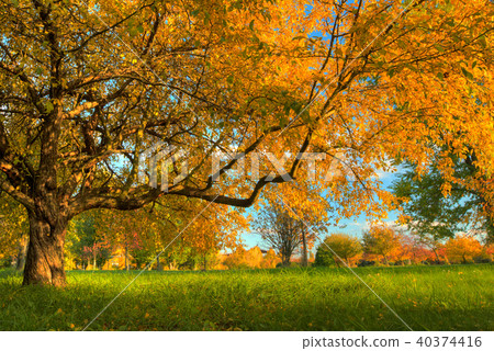 Beautiful autumn tree with fallen dry leaves 40374416