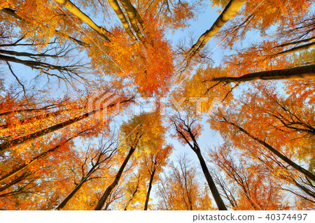 Beautiful trees set against the blue sky 40374497
