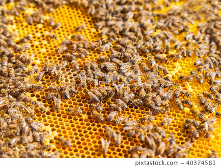 Bees on honeycomb 40374581