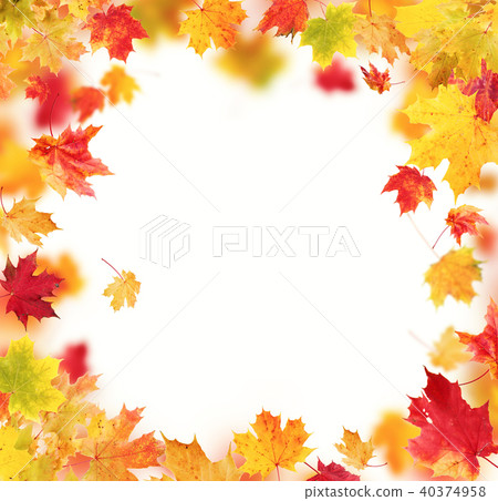 Autumn leaves isolated on white background Autumn leaves isolated on white background 40374958