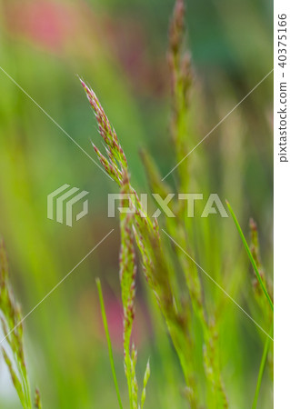 Macro photo of grass stems 40375166