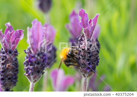 Bumblebee on lavender blossom in detail Bumblebee on lavender blossom in detail 40375204