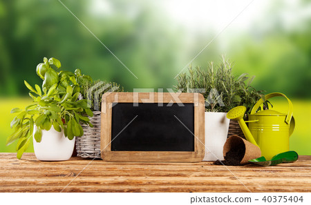 Fresh herbs in pots 40375404