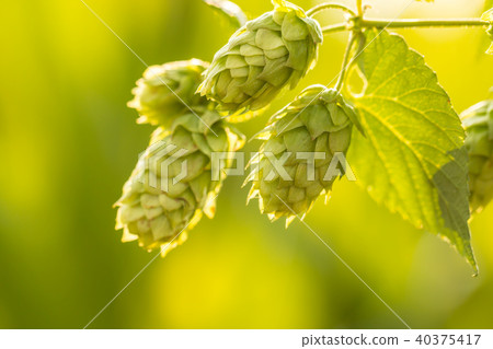 Macro photo of green hops Macro photo of green hops 40375417