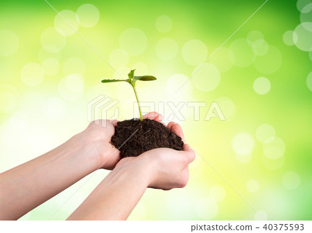 Woman hands holding young plant Woman hands holding young plant 40375593