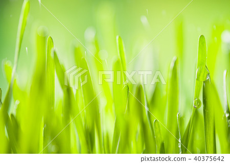 Young barley, low depth of focus 40375642