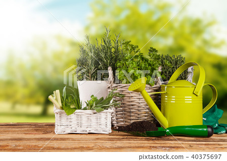 Fresh herbs in pots 40375697