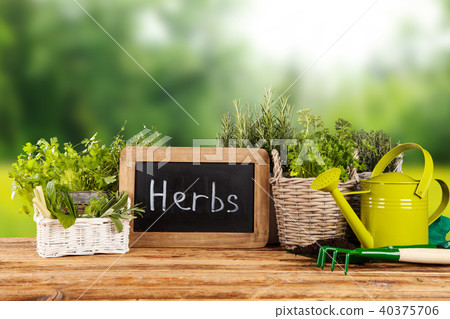 Fresh herbs in pots 40375706