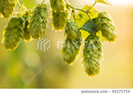 Macro photo of green hops 40375759
