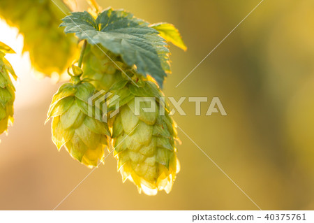Macro photo of green hops Macro photo of green hops 40375761