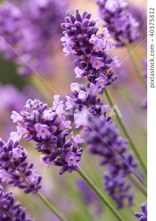 Lavender blossoms Lavender blossoms 40375812