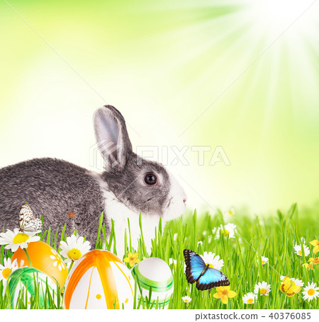 Easter rabbit in grass 40376085