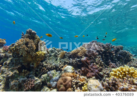 Underwater coral reef 40376089