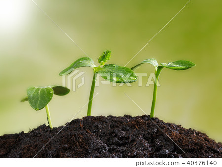 Young plants in earth, concept of new life Young plants in earth, concept of new life 40376140