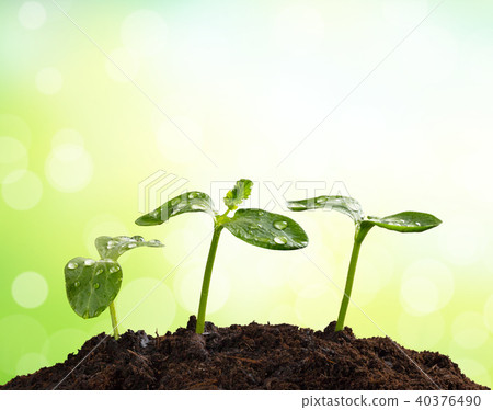 Young plants in earth, concept of new life Young plants in earth, concept of new life 40376490