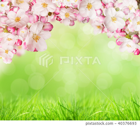 Spring blossoms 40376693