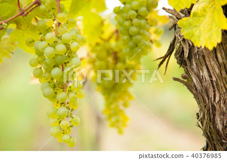 White wine grapes on vineyard 40376985