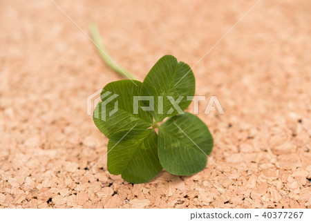 Four leaves clover Four leaves clover 40377267