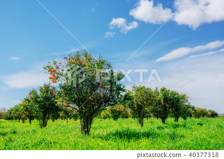 orange trees plantations orange trees plantations 40377318